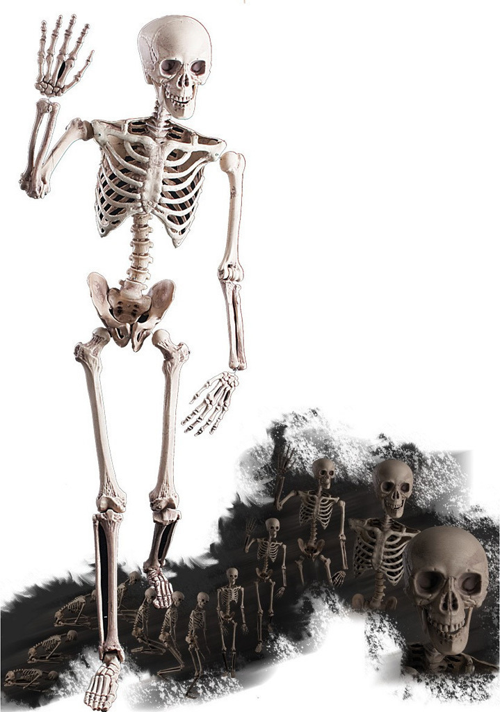 Schelet cu articulatii - marime naturala, #1, Carnaval24