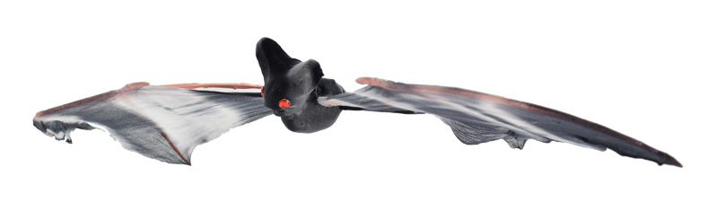 Decoratiune Liliac Imens, #4, Carnaval24